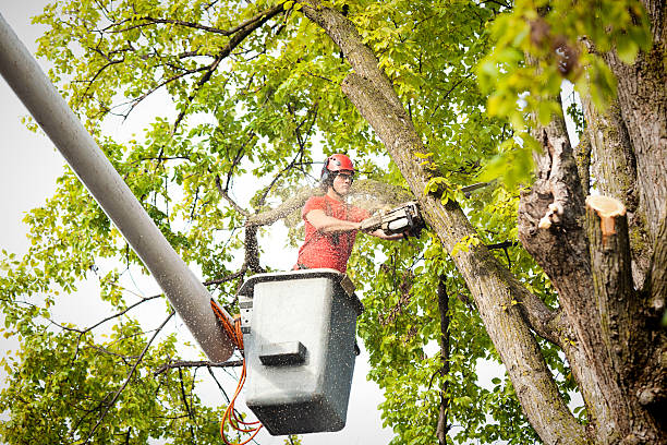 Best Tree Branch Trimming  in Rahway, NJ